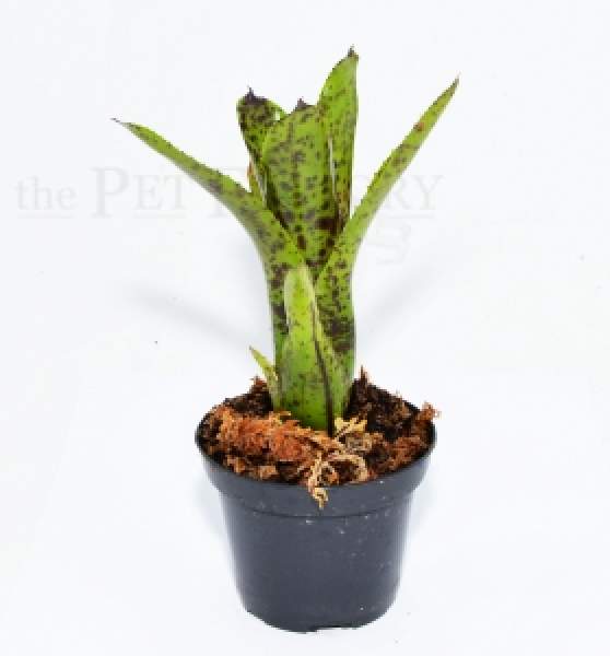 Neoregelia doris